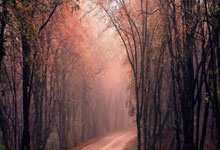 开云体育平台APP-威廉姆斯完胜红牛车队，周冠宇关键制胜的简单介绍