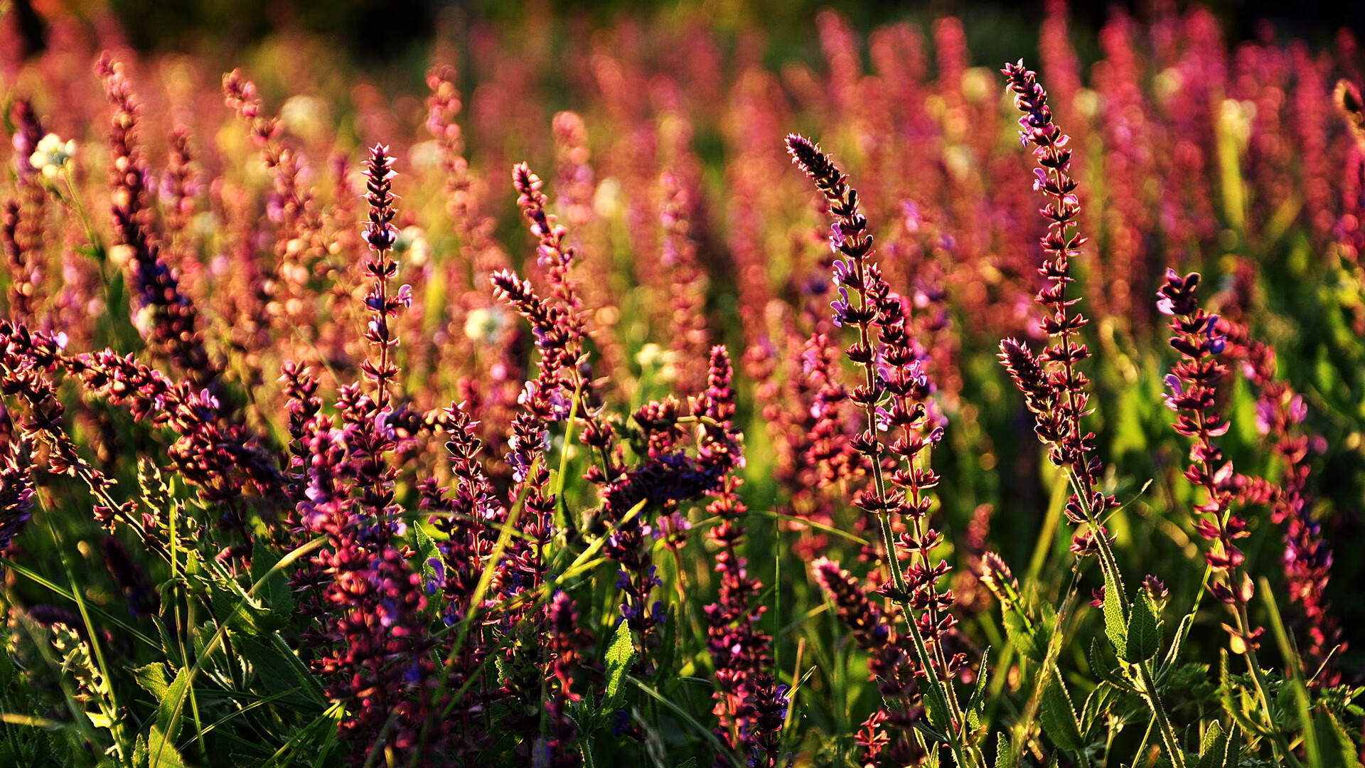 NBA季后赛之夜，拉梅洛·鲍尔闪耀时刻，巨星价值在压力下绽放